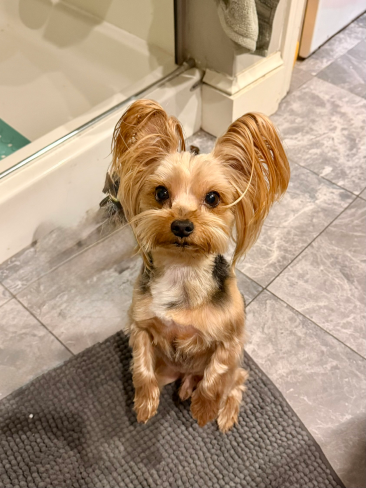 Yorkshire Terrier Being Cute