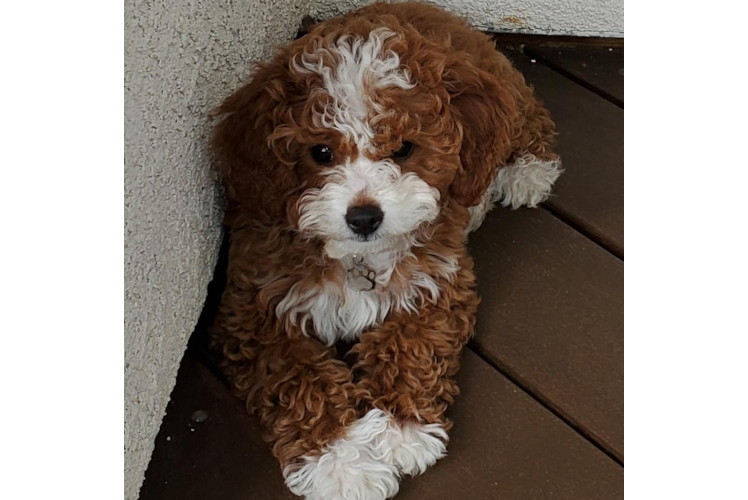 Playful Cavoodle Poodle Mix Puppy