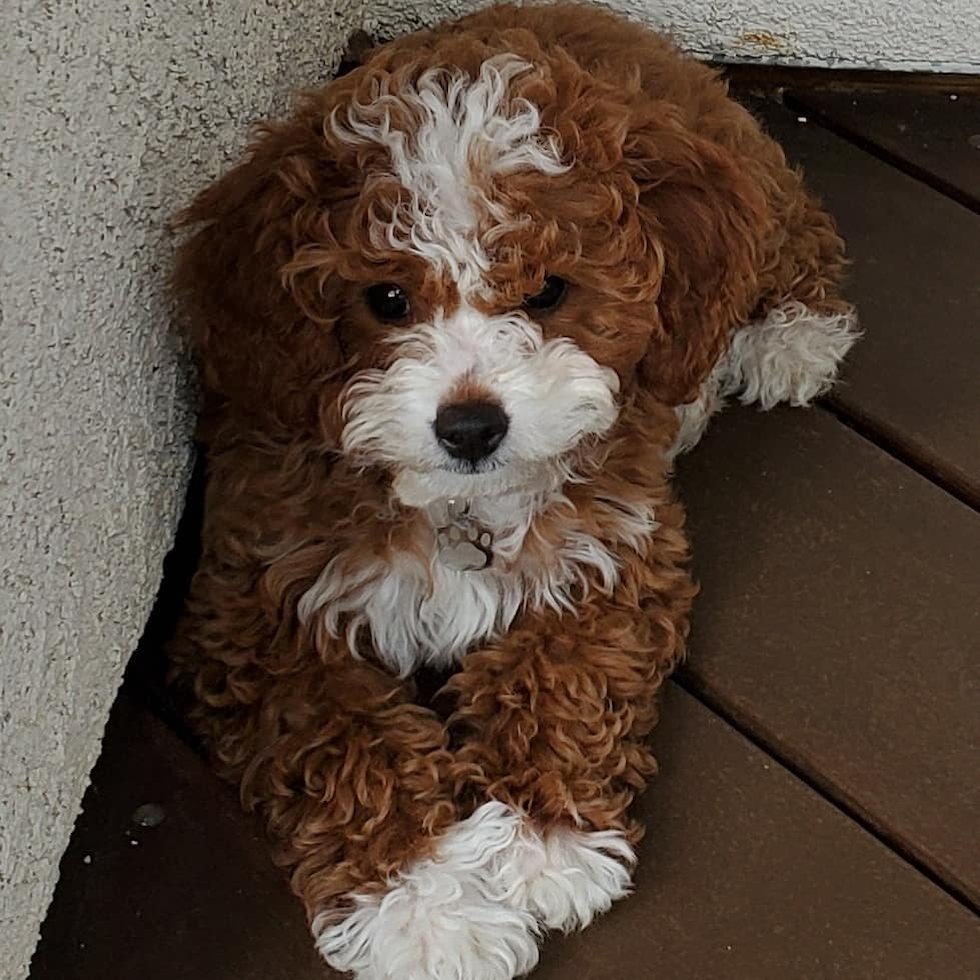 Fluffy Cavapoo Poodle Mix Pup