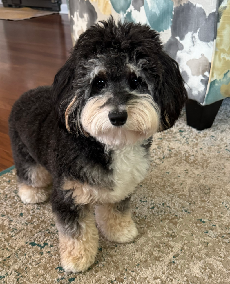 Sweet Mini Aussiedoodle Pup in