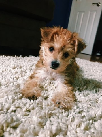 Morkie Pup Being Cute