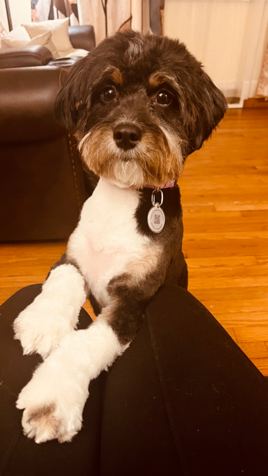 Little Aussiepoo Poodle Mix Pup