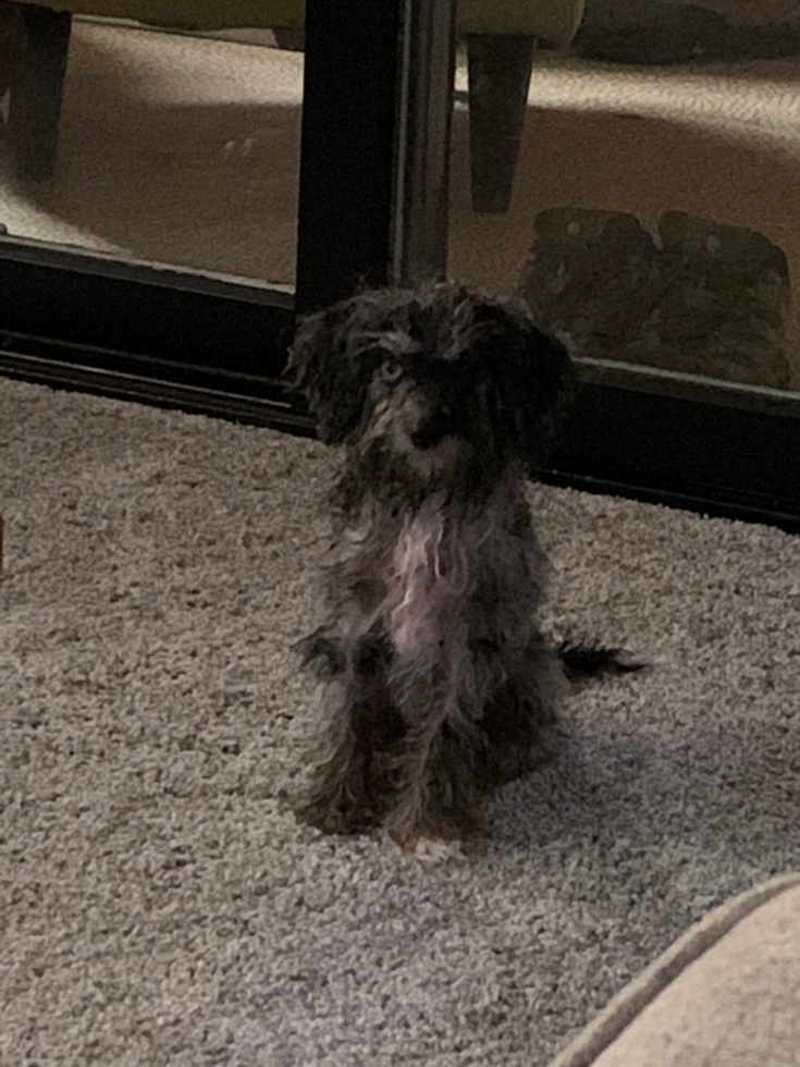 Energetic Aussiepoo Poodle Mix Pup