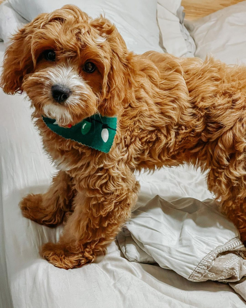 Swannanoa Cavapoo Pup