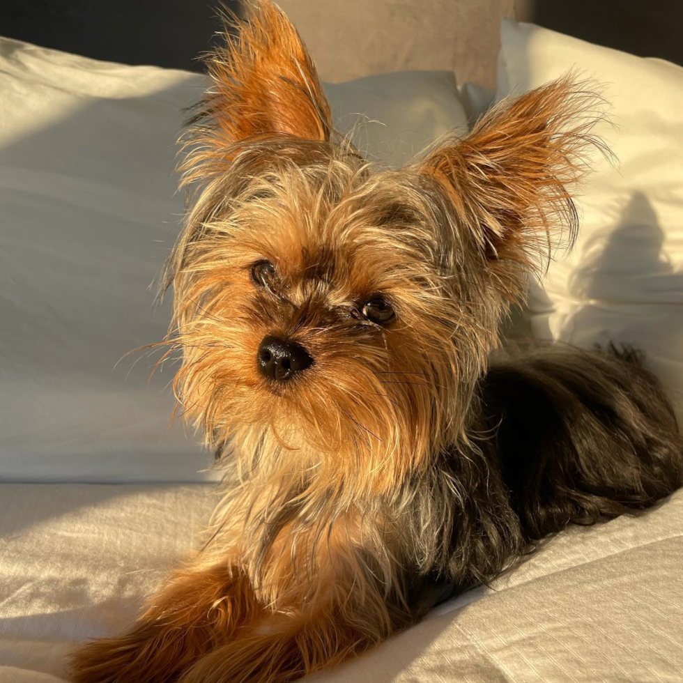 Hypoallergenic Yorkshire Terrier Pup