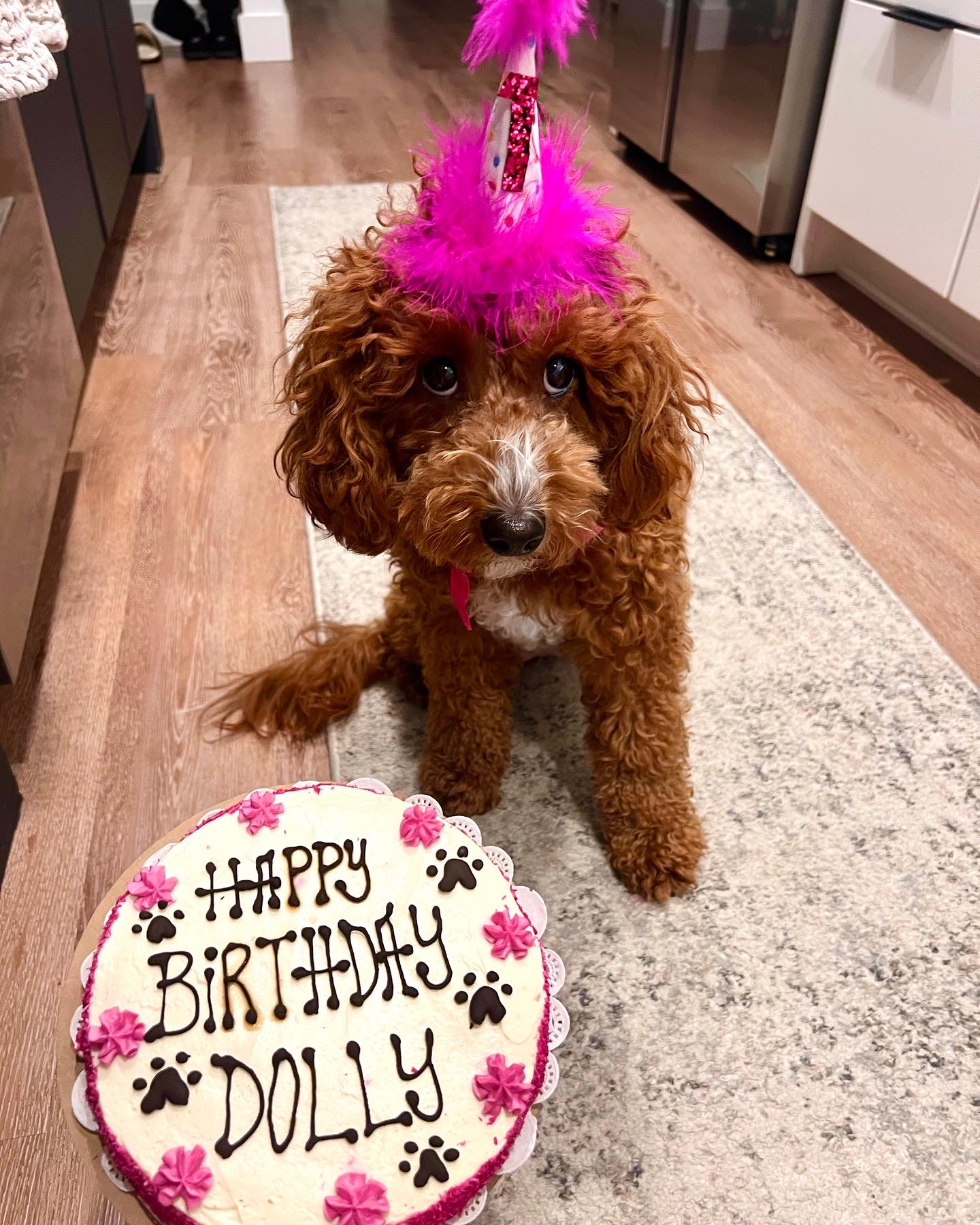 Cavapoo Pup Being Cute