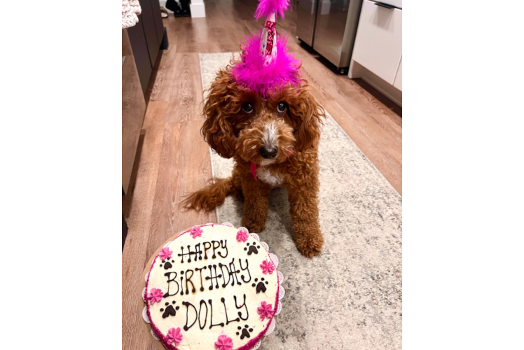 Cavapoo Pup Being Cute