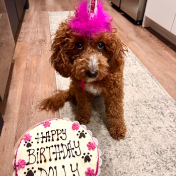 Cavapoo Pup