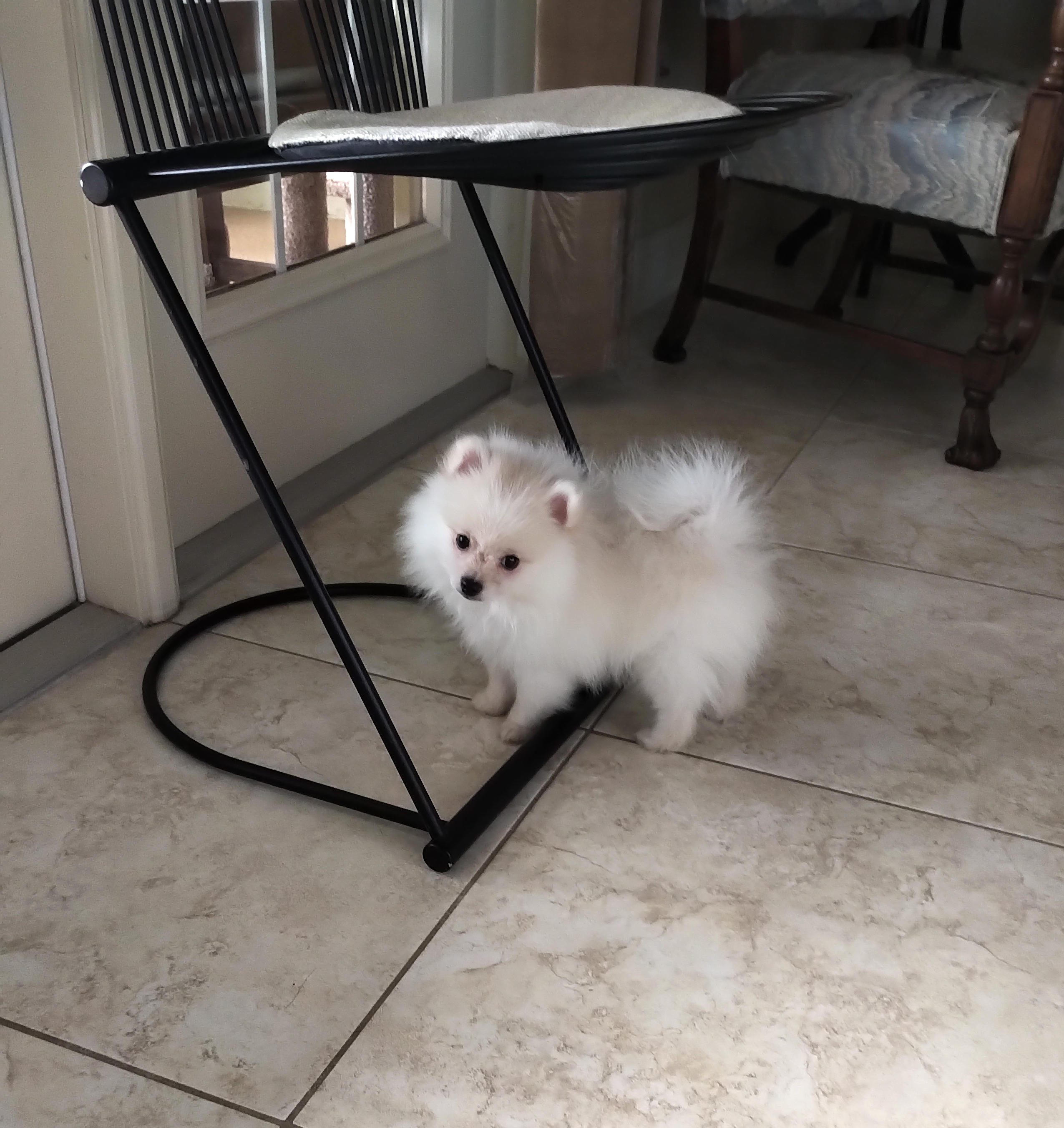 Pomeranian Pup Being Cute