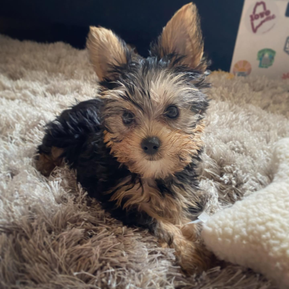 Popular Yorkshire Terrier Purebred Pup