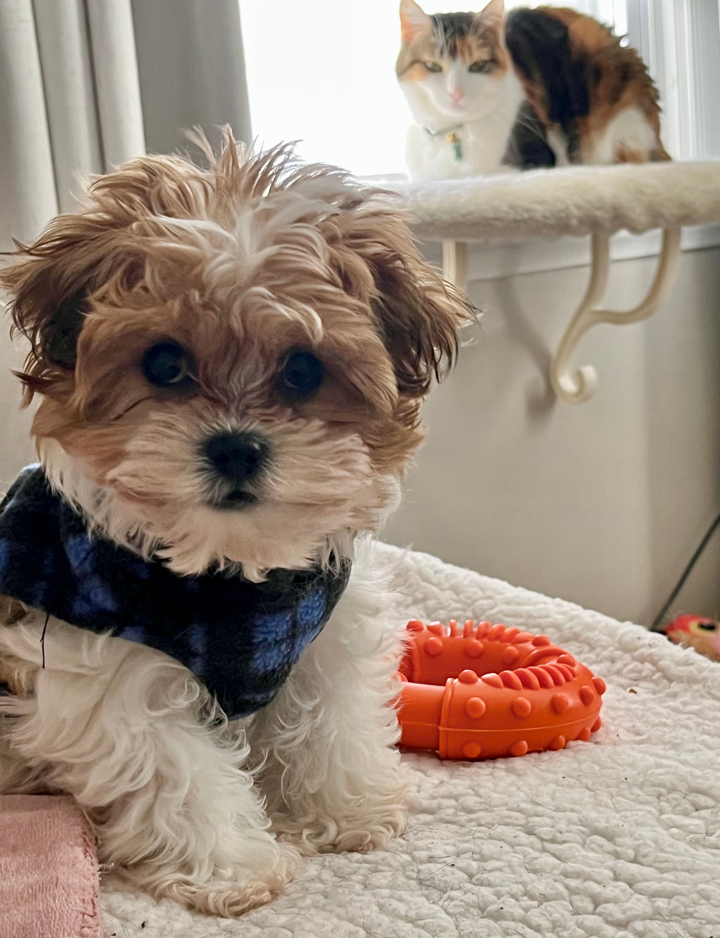 Best Teddy Bear Baby