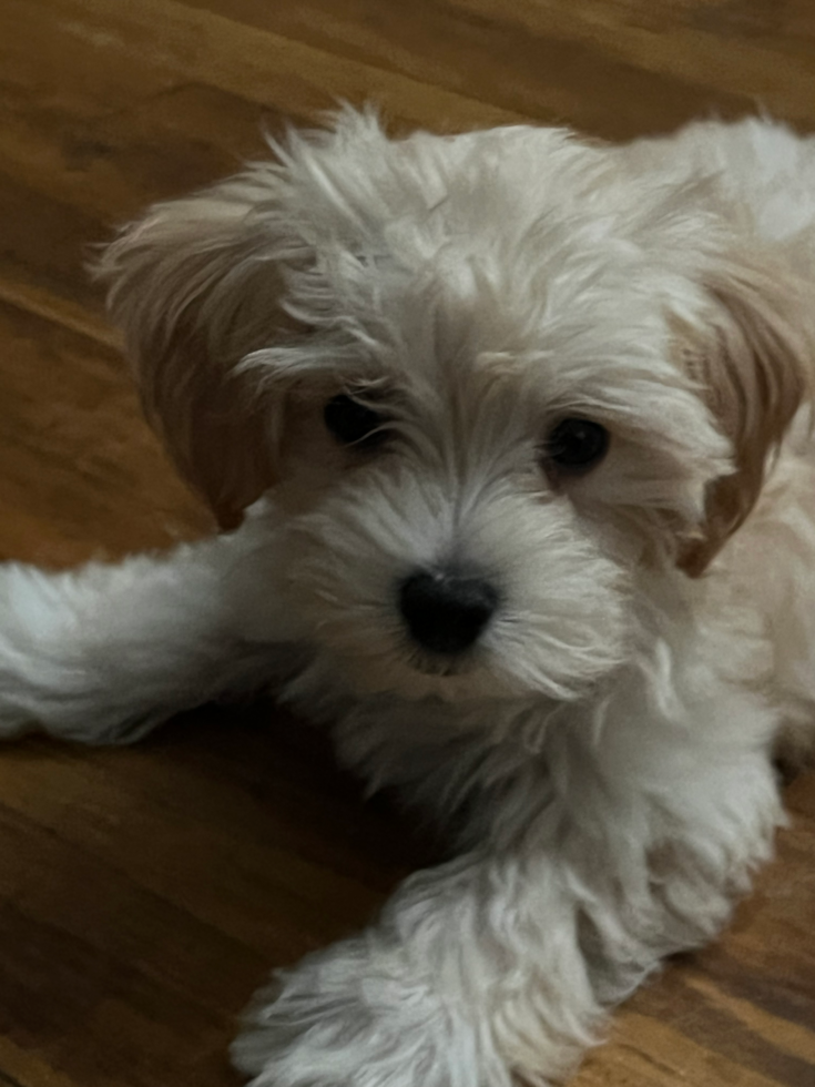 Playful Maltepoo Poodle Mix Pup