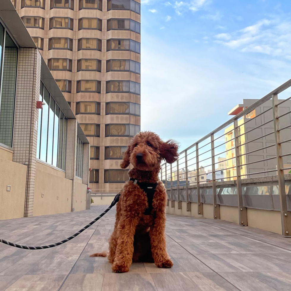 Sweet Mini Goldendoodle Pup