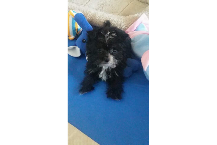 Havanese Puppy for Adoption