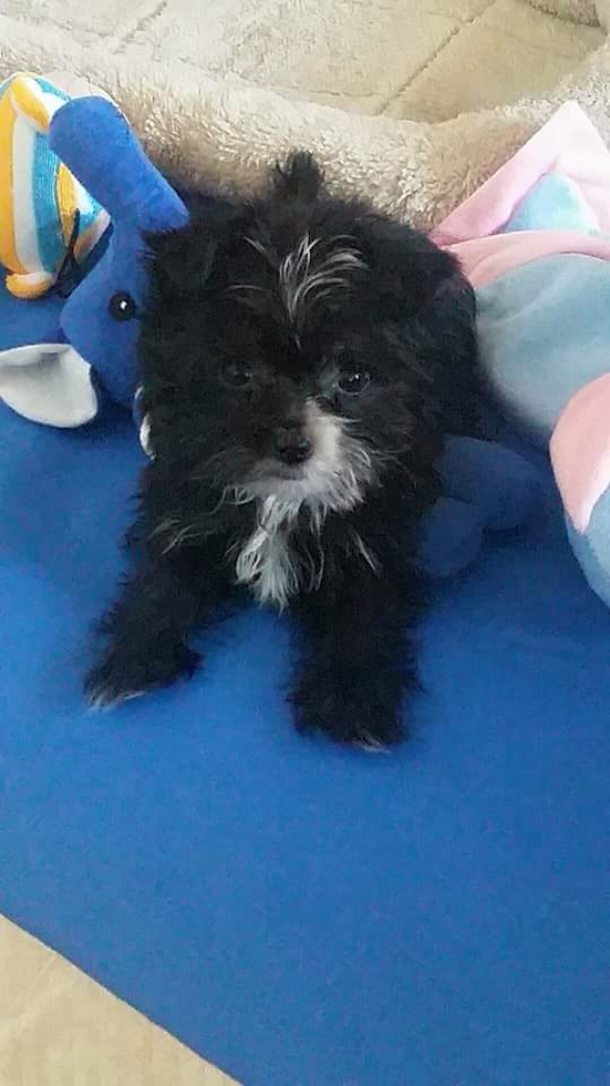 Colorado Havanese Pup