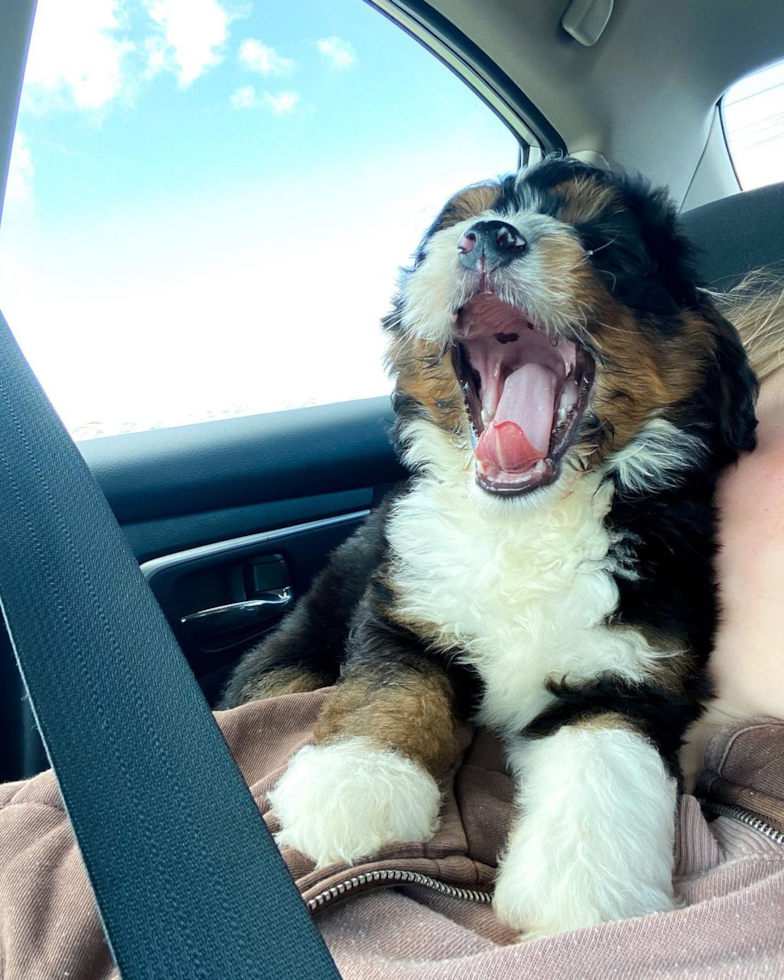 Smart Mini Bernedoodle Poodle Mix Pup