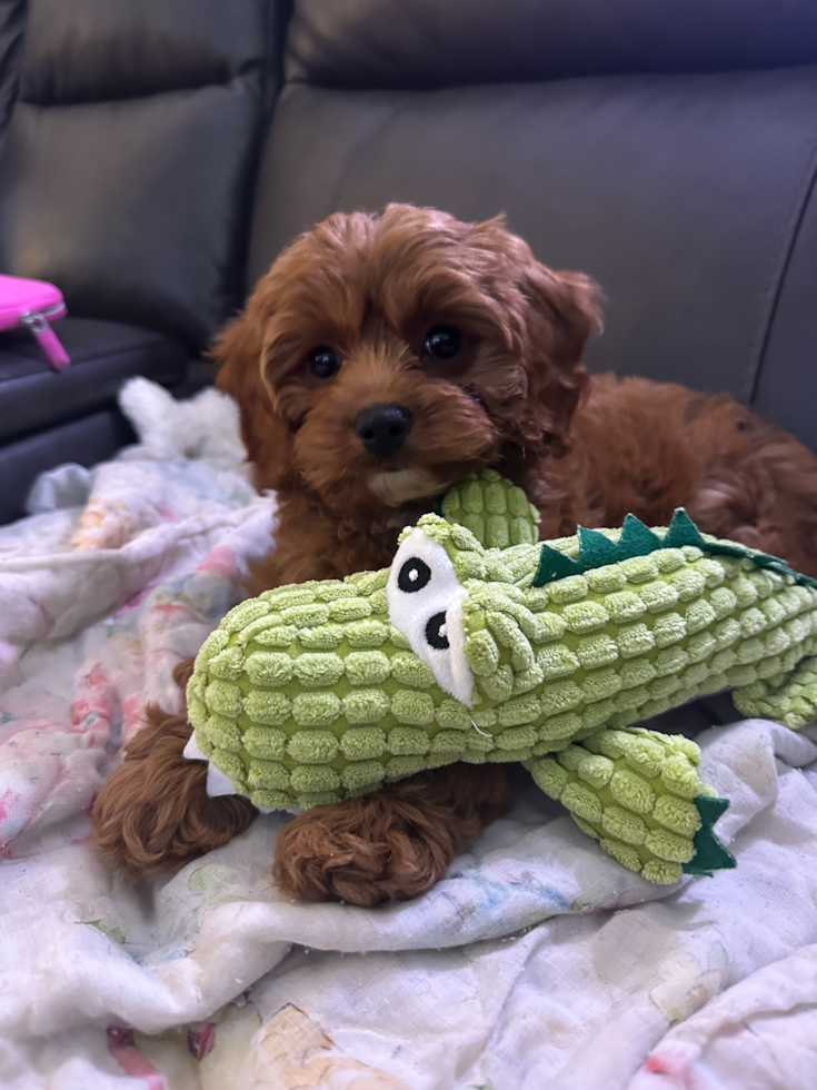 Adorable Cavalier King Charles Spaniel and Poodle Mix Poodle Mix Pup