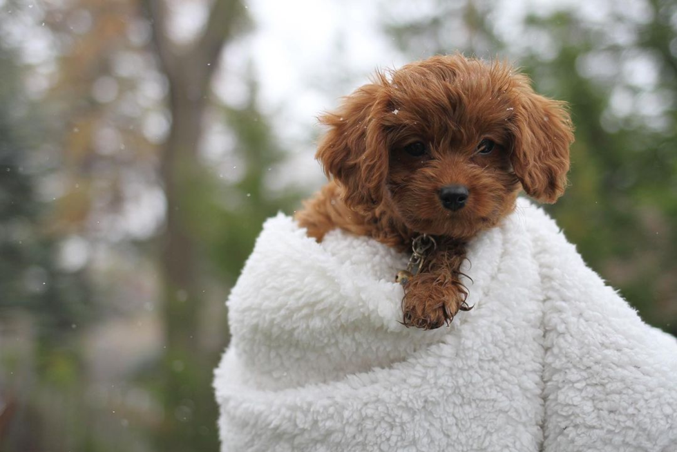 Happy Cavapoo Pup in Pleasant Ridge MI