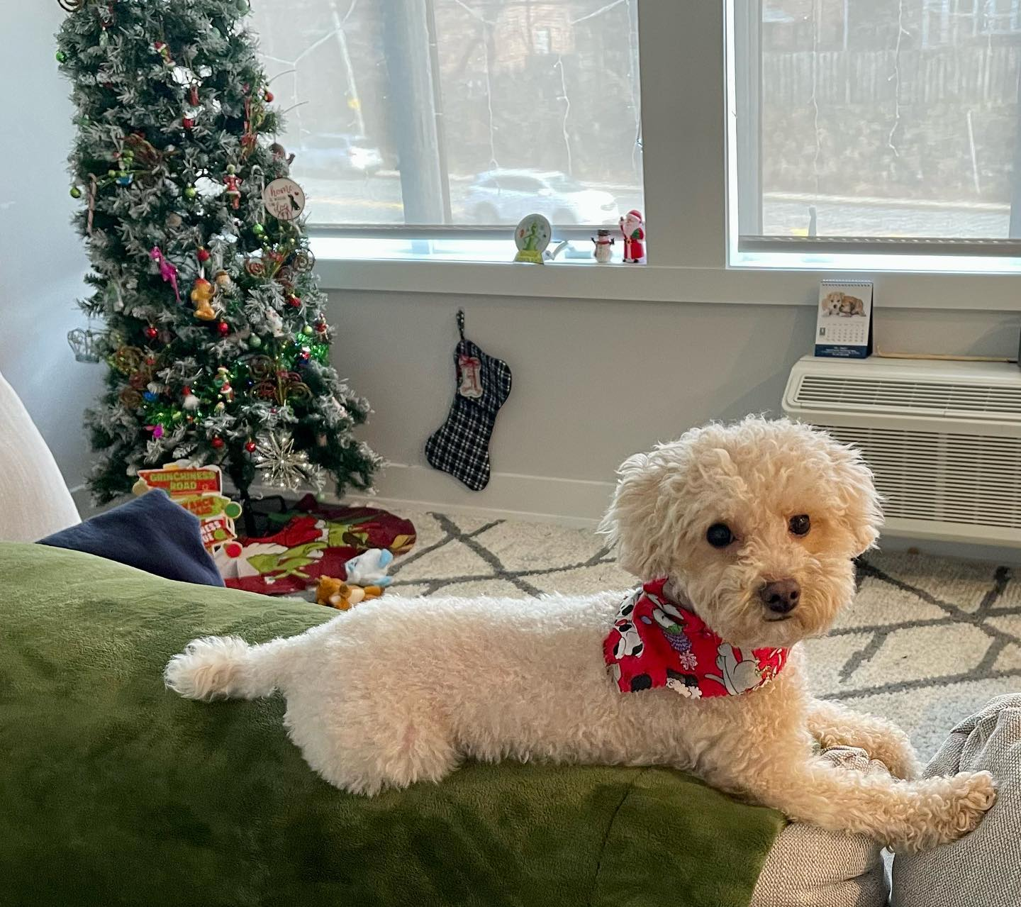Playful Poodle Purebred Pup