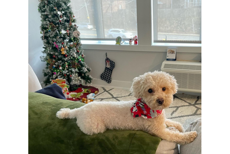 Playful Poodle Purebred Pup