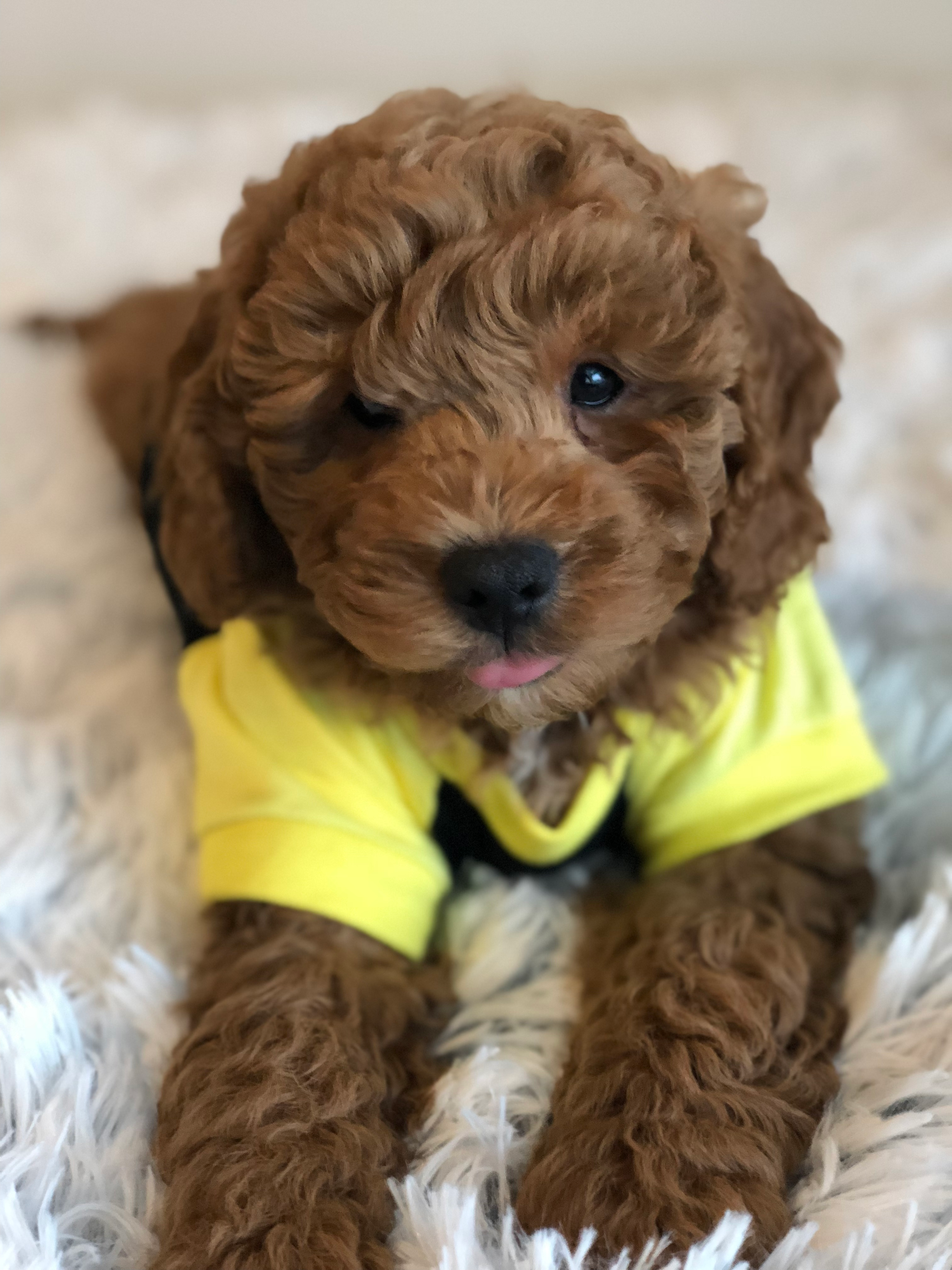 Playful Golden Retriever Poodle Mix Puppy