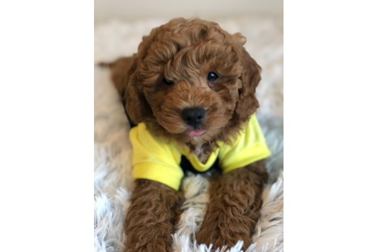 Playful Golden Retriever Poodle Mix Puppy