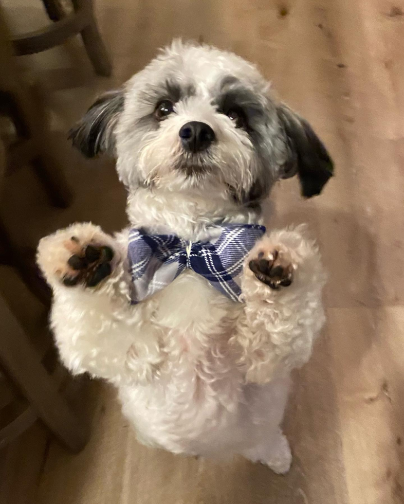 Dayton Havanese Pup