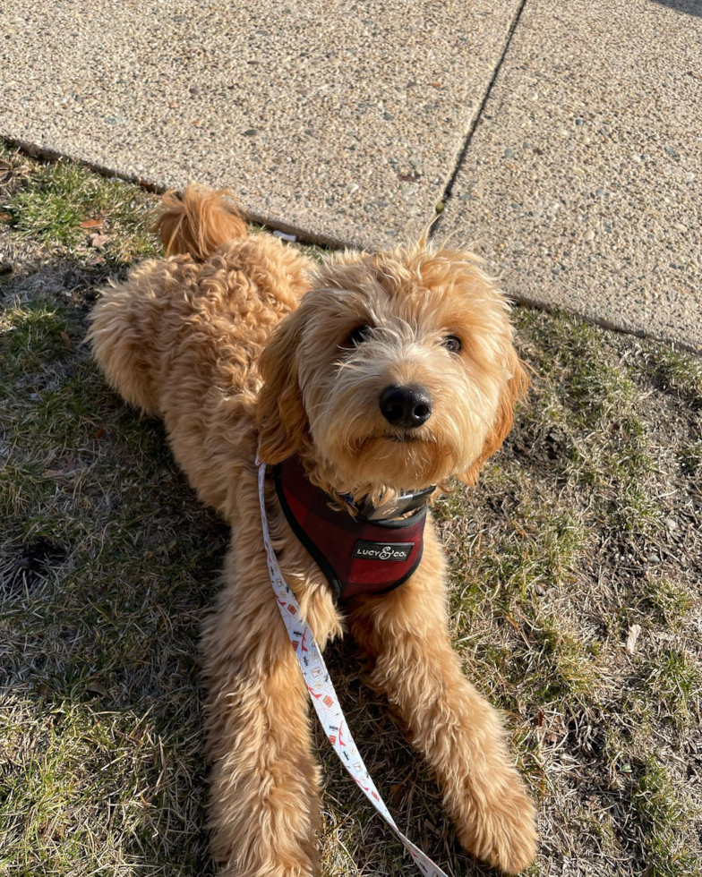 Mini Goldendoodle Being Cute