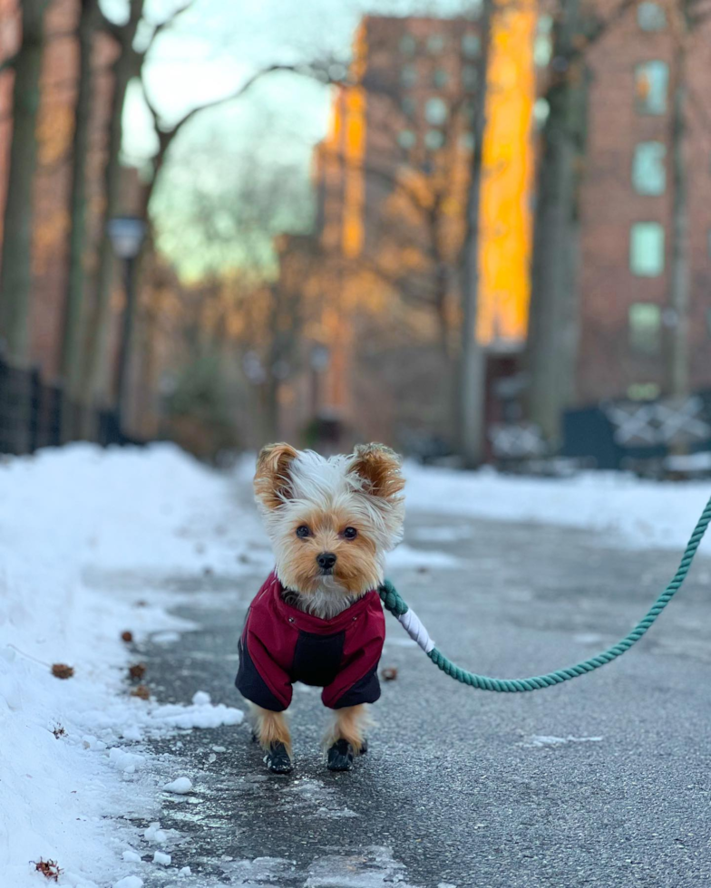 Playful Yorkshire Terrier Purebred Pup