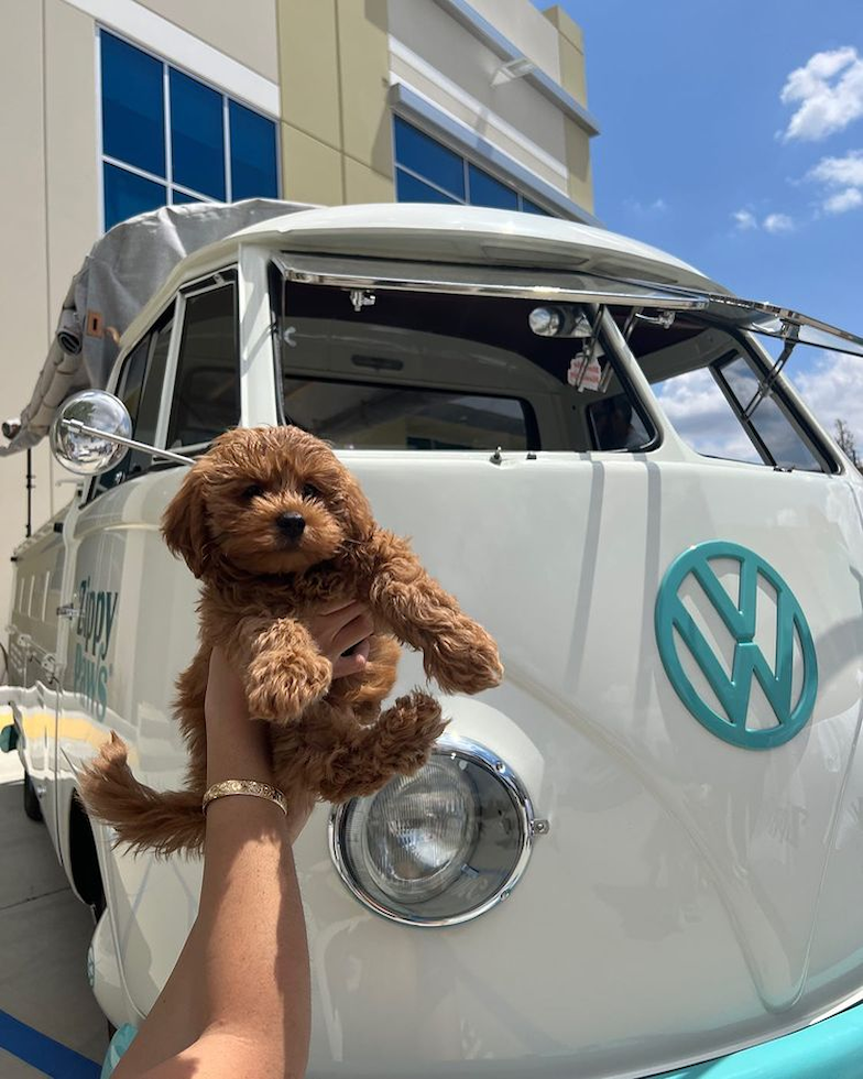 San Diego Mini Goldendoodle Pup