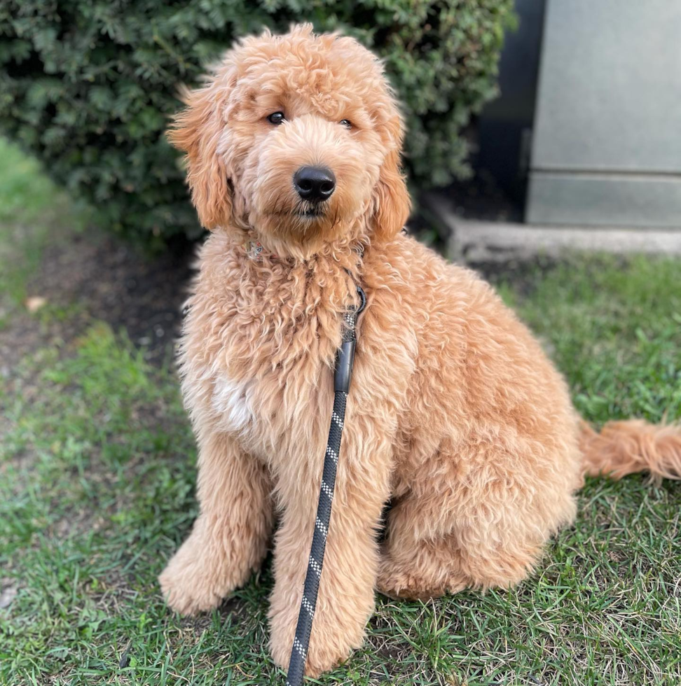 Popular Mini Goldendoodle Poodle Mix Pup