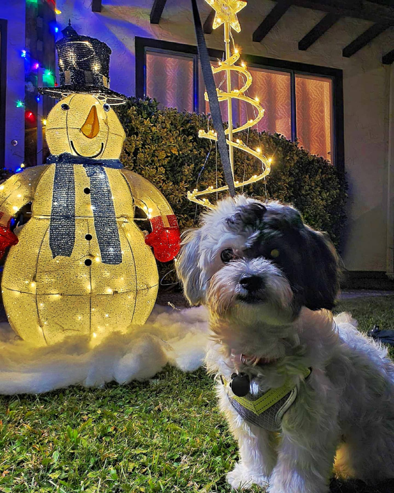 San Jose Teddy Bear Pup