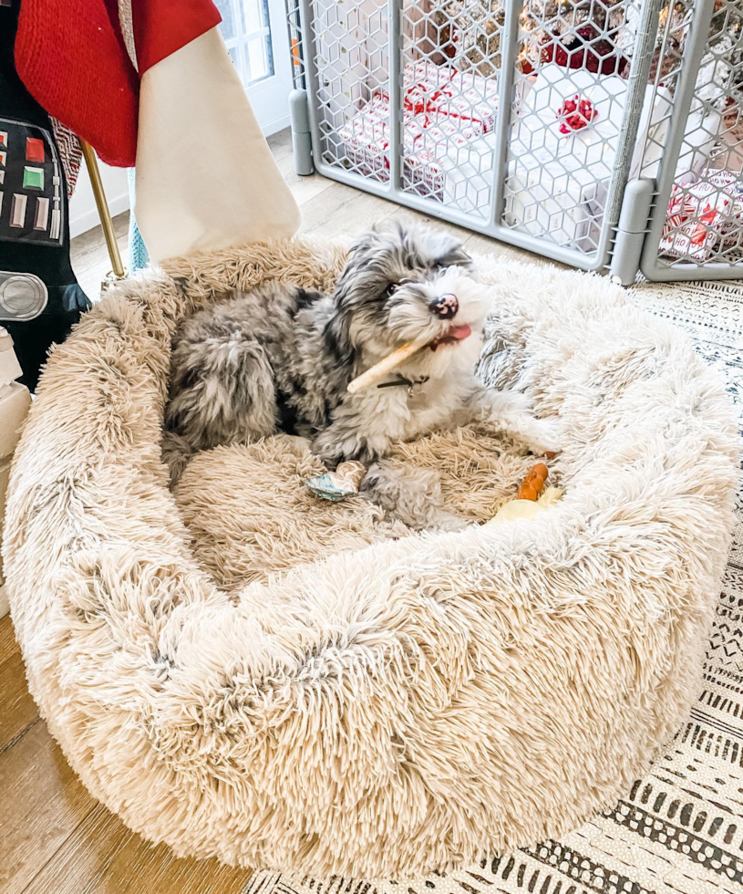 Sweet Mini Sheepadoodle Pup in Costa Mesa CA