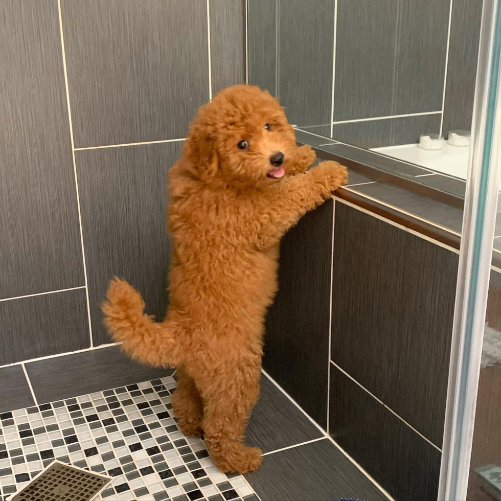 Energetic Golden Retriever Poodle Mix Pup