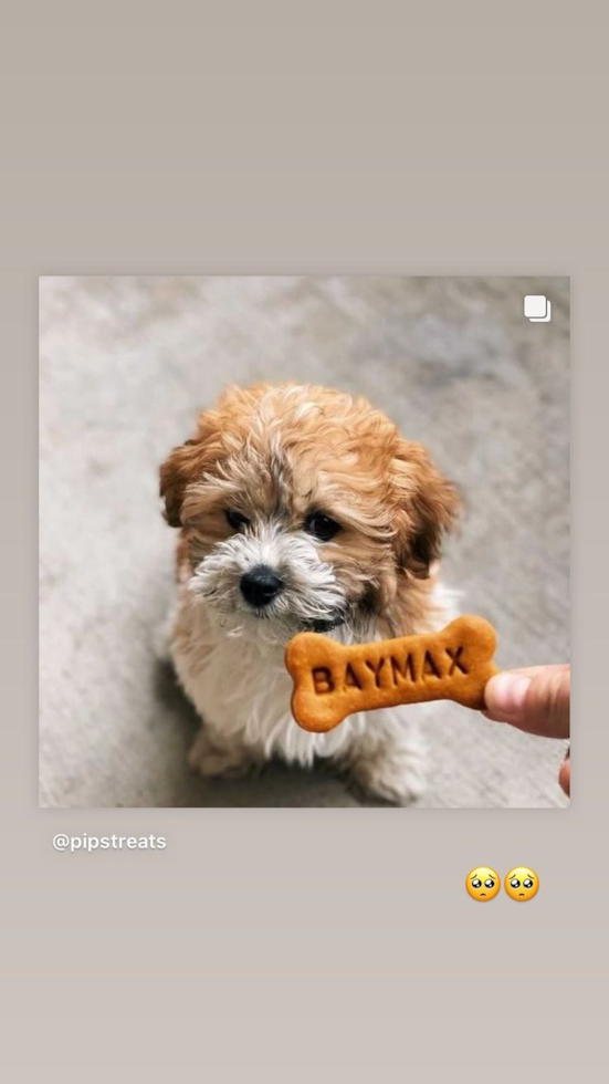 Funny Havanese Purebred Pup