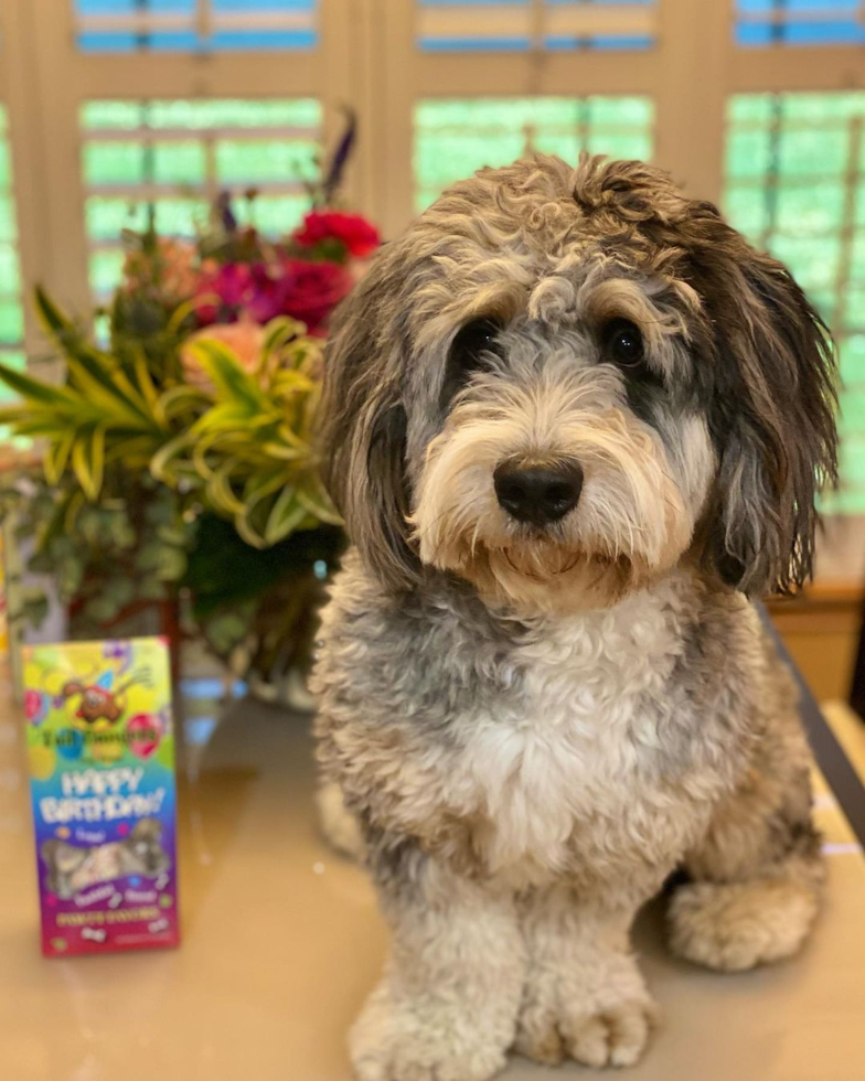 Fluffy Mini Bernedoodle Poodle Mix Pup