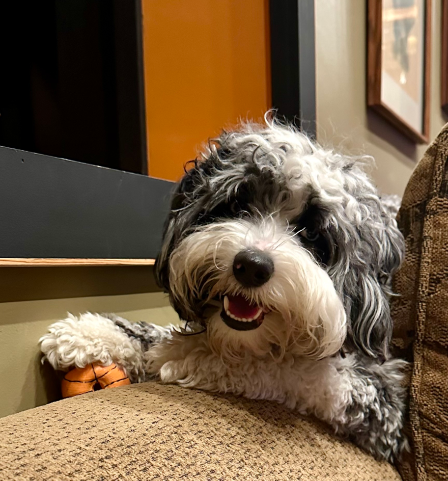 Sweet Mini Sheepadoodle Pup in