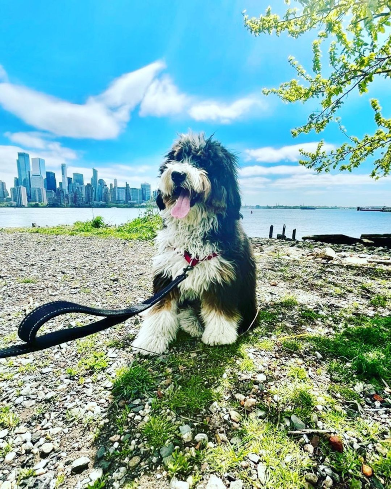 Funny Mini Bernedoodle Poodle Mix Pup