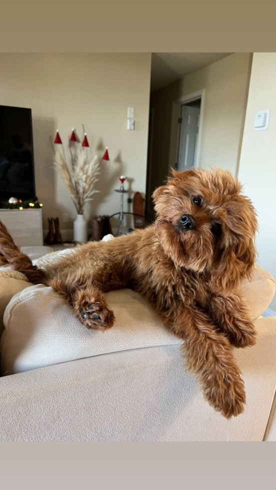 Cavapoo Being Cute