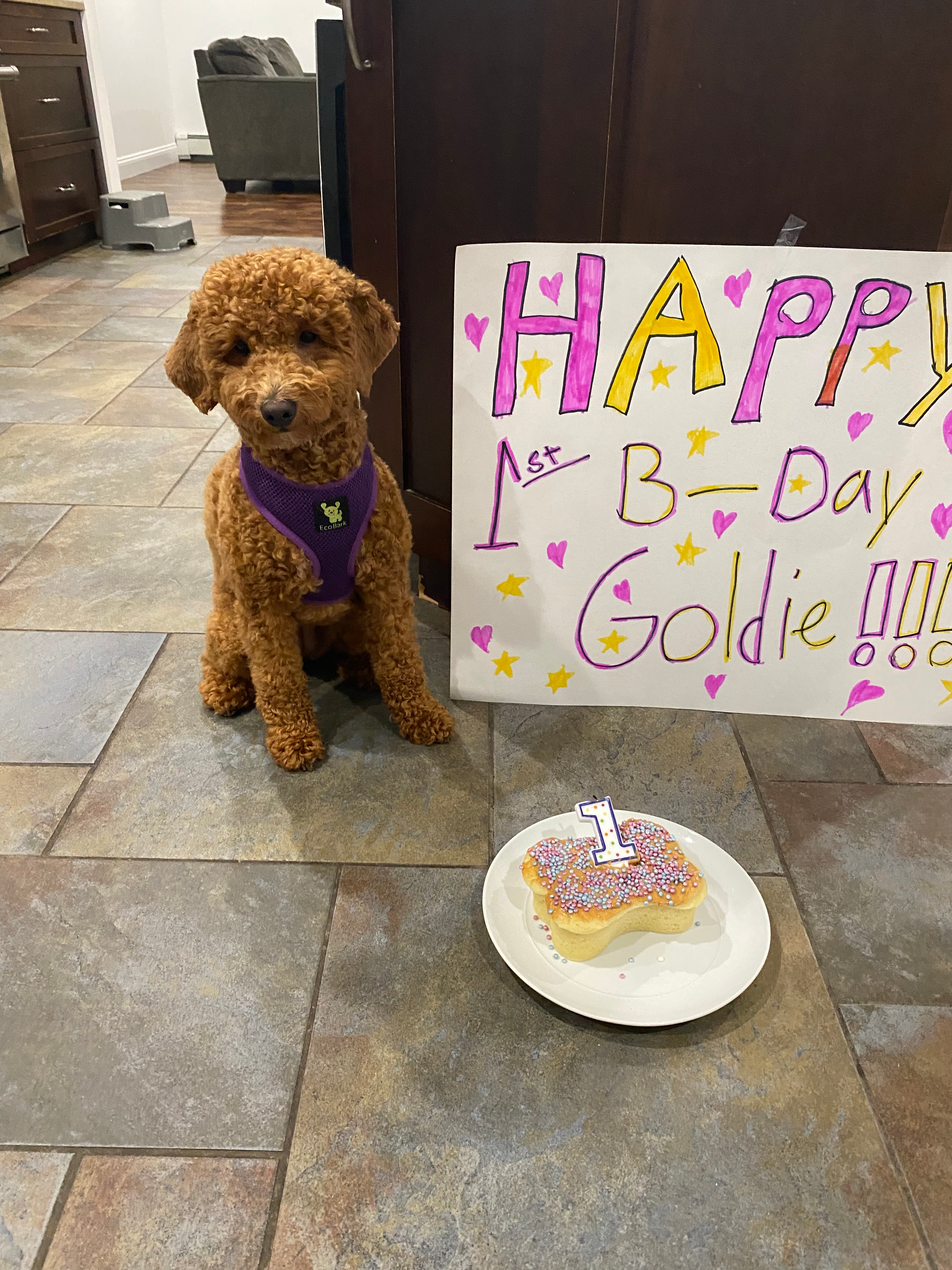 Mini Goldendoodle Pup Being Cute