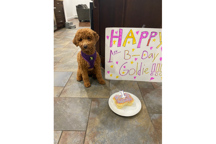 Mini Goldendoodle Pup Being Cute