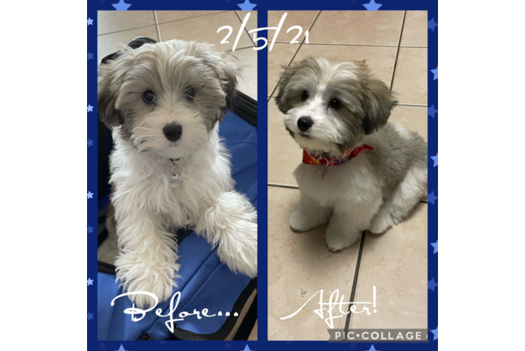 Hypoallergenic Havanese Poodle Mix Puppy