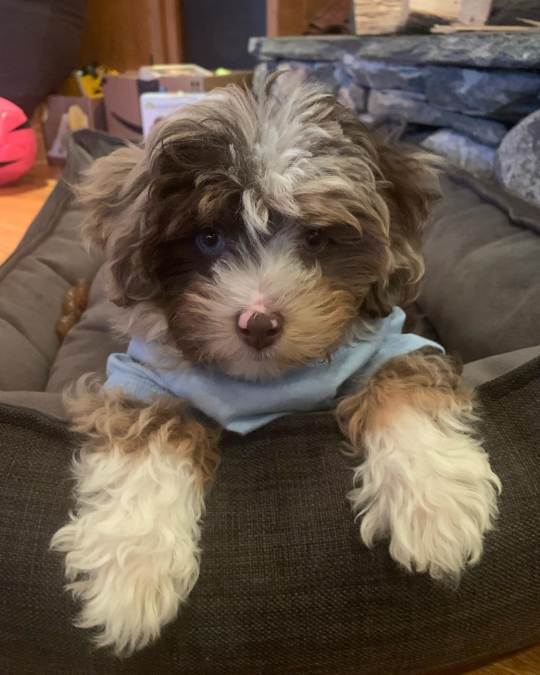 Funny Mini Aussiedoodle Poodle Mix Pup