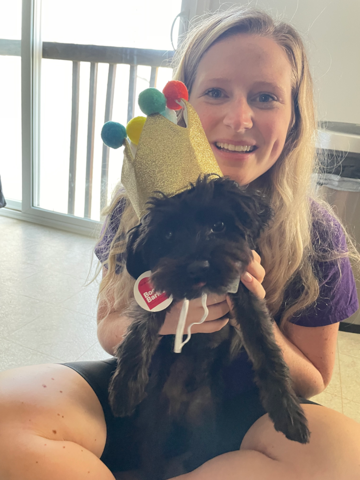 Friendly Yorkie Poo Pup