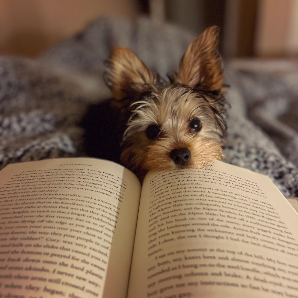 Yorkshire Terrier Being Cute