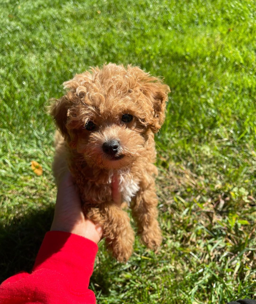 Petite Maltipoo Poodle Mix Pup