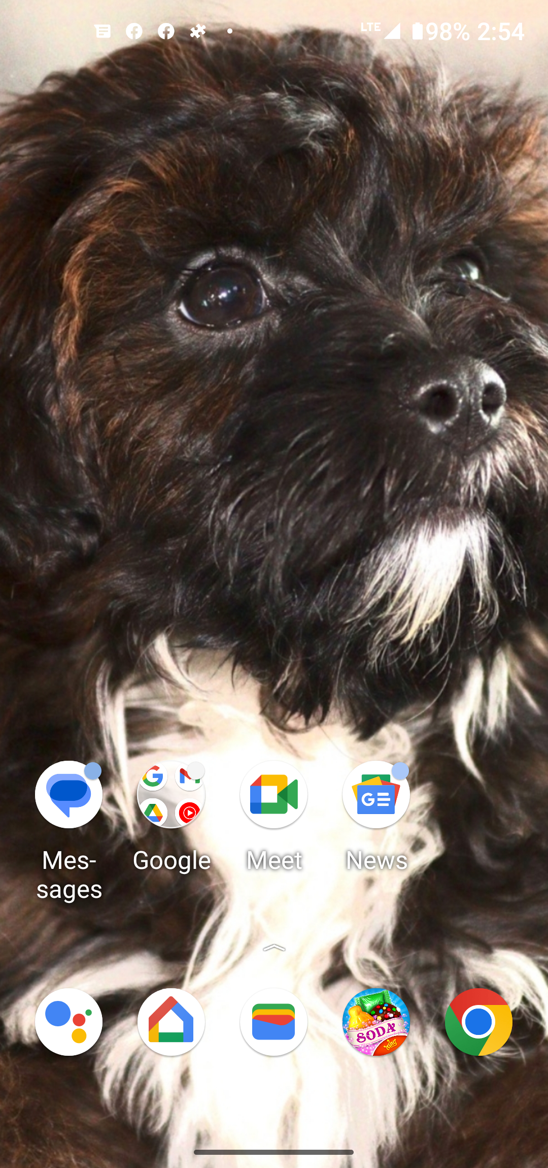 Energetic Shih Poo Poodle Mix Puppy