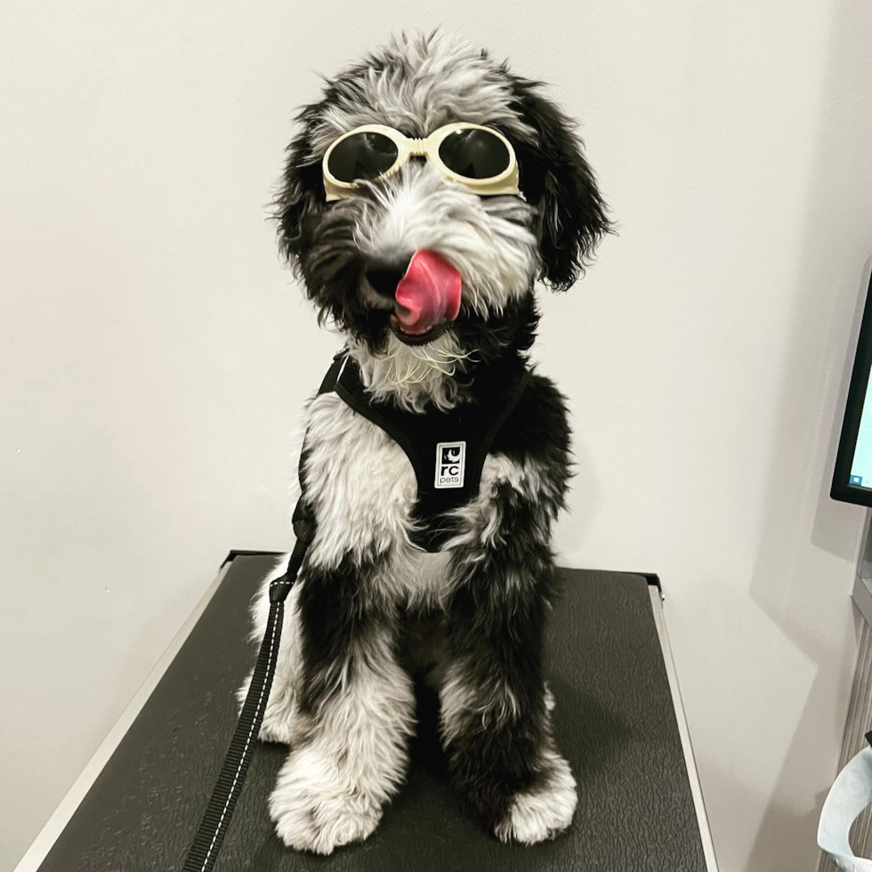 Mini Sheepadoodle Being Cute