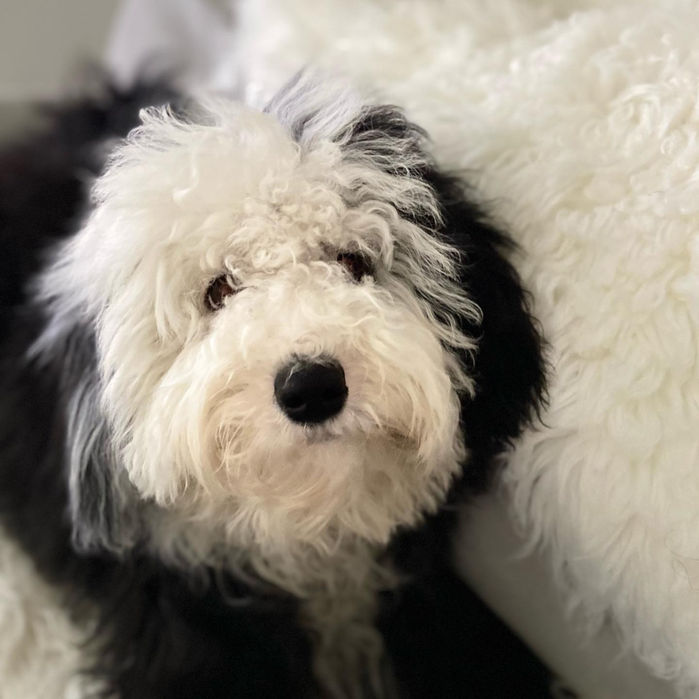 Happy Mini Sheepadoodle Pup in Pittsburgh PA