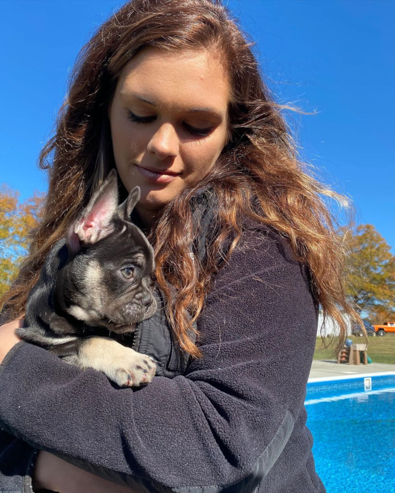 Gray Court French Bulldog Pup